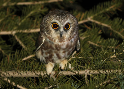 Northern Saw-whet Owl 2018-09-18
