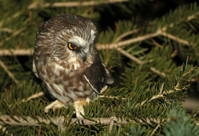 Northern Saw-whet Owl 2018-09-18