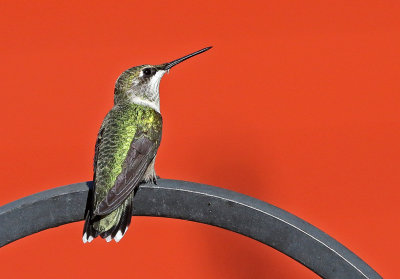 Ruby-throated Hummingbird 2018-09-10