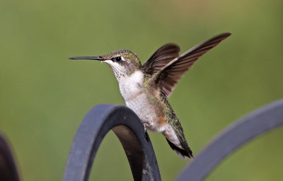 Ruby-throated Hummingbird 2018-09-10