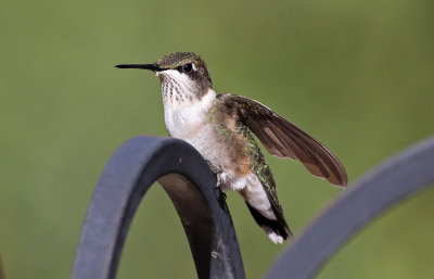 Ruby-throated Hummingbird 2018-09-10