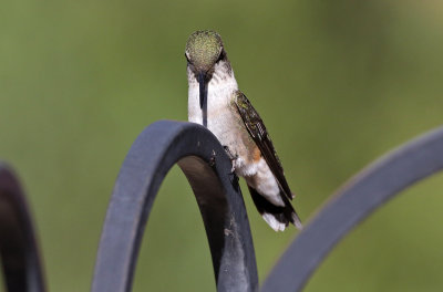 Ruby-throated Hummingbird 2018-09-10