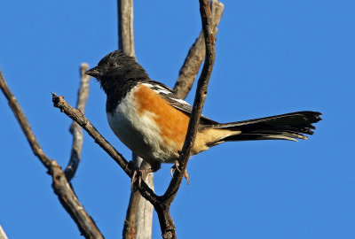 Spotted Towhee 2018-09-10