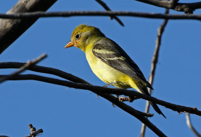 Western Tanager 2018-09-10
