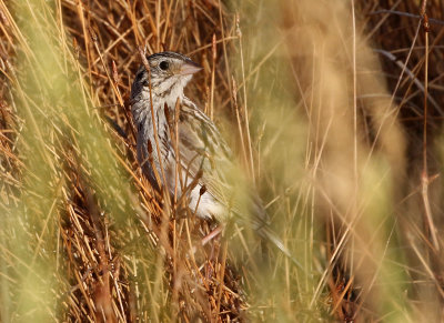 Baird's Sparrow 2018-07-14