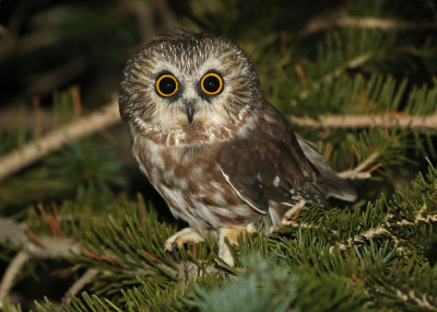 Northern Saw-whet Owl 2018-09-18