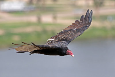 Turkey Vulture 2018-08-12