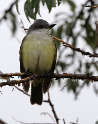 Kingbird Hybrid 2018-10-08