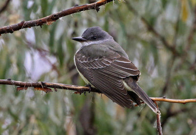 Kingbird Hybrid 2018-10-08