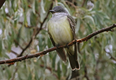 Kingbird Hybrid 2018-10-08