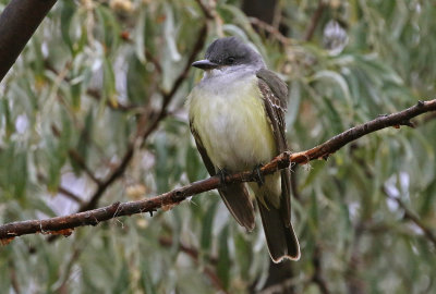 Kingbird Hybrid 2018-10-08