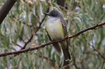 Kingbird Hybrid 2018-10-08