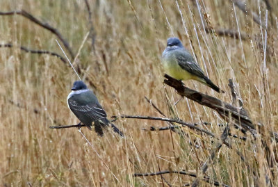 Kingbird Hybrid 2018-10-08