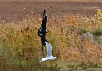 Parasitic Jaeger 2018-10-07