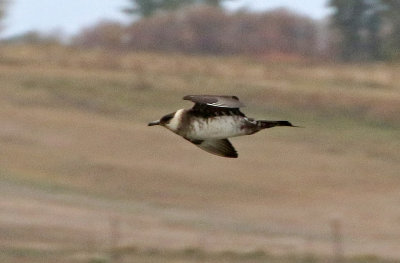 Parasitic Jaeger 2018-10-07