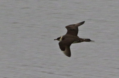 Parasitic Jaeger 2018-10-07