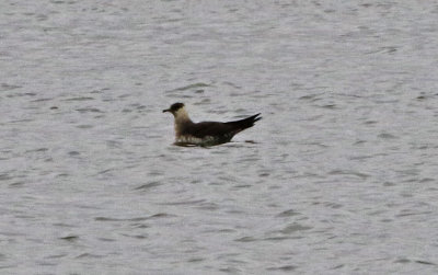 Parasitic Jaeger 2018-10-07