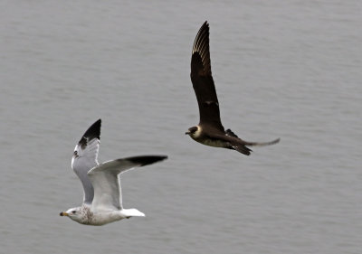 Parasitic Jaeger 2018-10-07