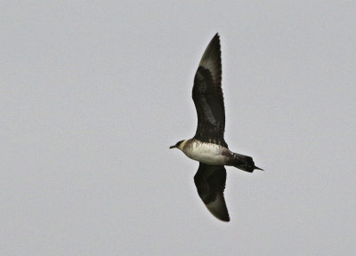 Parasitic Jaeger 2018-10-07