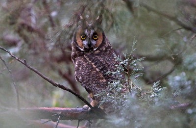 Long-eared Owl 2018-10-07
