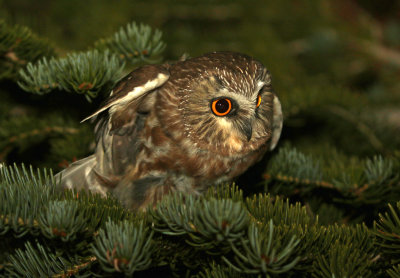 Northern Saw-whet Owl 2018-10-02