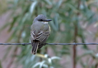 Tropical Kingbird 2018-10-07