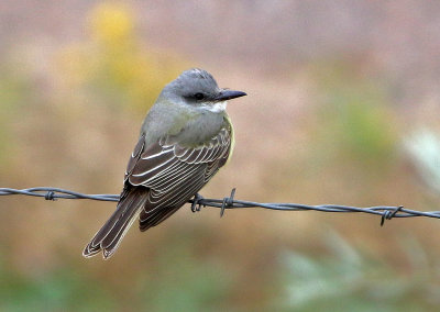 Tropical Kingbird 2018-10-07