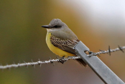 Tropical Kingbird 2018-10-07