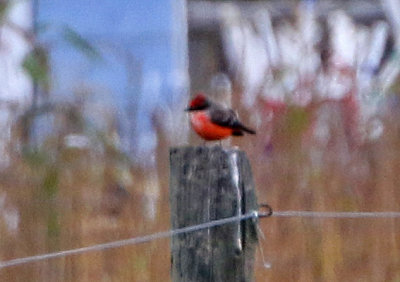 Vermilion Flycatcher 2018-10-07