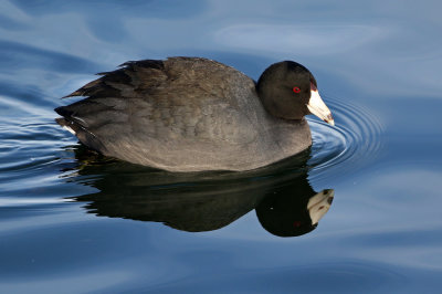 American Coot 2019-01-06