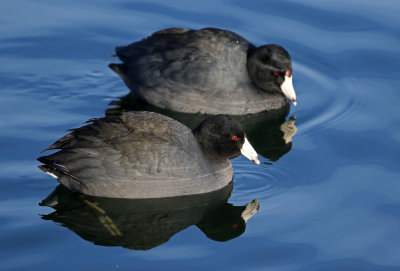 American Coot 2019-01-06