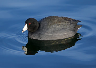 American Coot 2019-01-06
