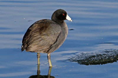 American Coot 2019-01-06
