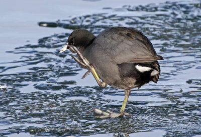 American Coot 2019-01-06