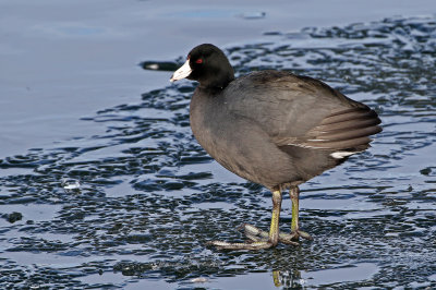 American Coot 2019-01-06