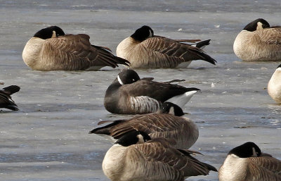 Brant 2019-01-06