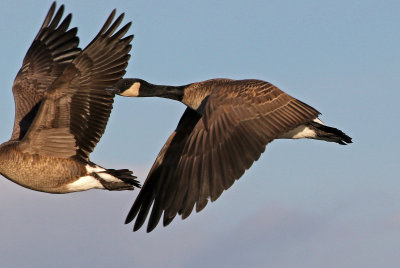 Cackling Goose 2019-01-06