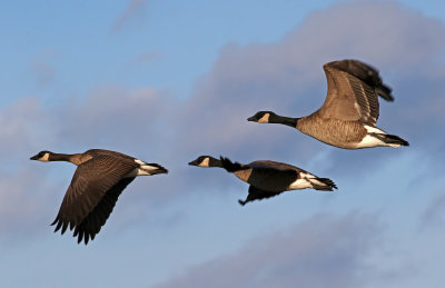 Cackling Goose 2019-01-06