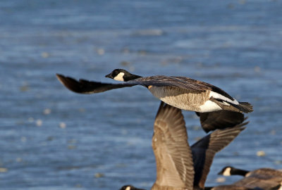 Cackling Goose 2019-01-06
