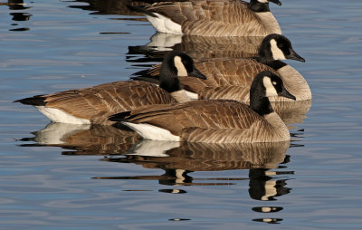 Cackling Goose 2019-01-06
