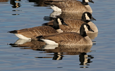Cackling Goose 2019-01-06