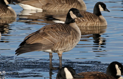 Cackling Goose 2019-01-06