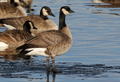 Cackling Goose 2019-01-06