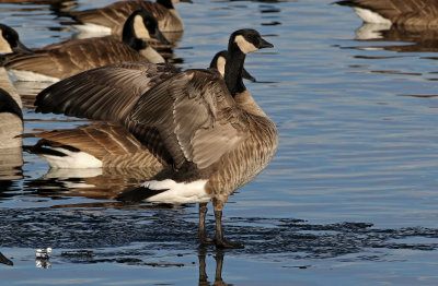 Cackling Goose 2019-01-06