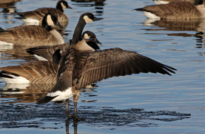 Cackling Goose 2019-01-06