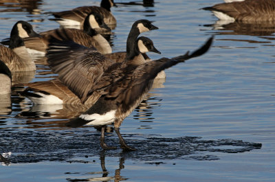 Cackling Goose 2019-01-06