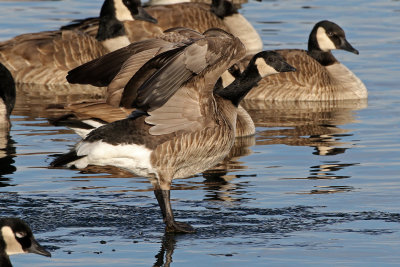 Cackling Goose 2019-01-06