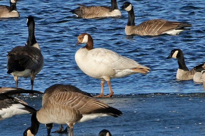 Cackling Goose 2019-01-06