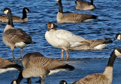 Cackling Goose 2019-01-06