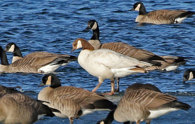 Cackling Goose 2019-01-06